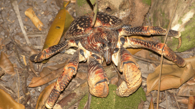 can coconut crabs kill' you