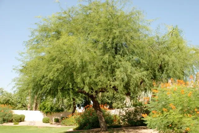Velvet Mesquite Tree Care: A Comprehensive Guide To Nurturing Your Majestic Shade Tree