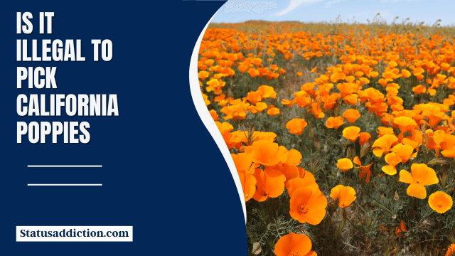 Is It Illegal to Pick California Poppies