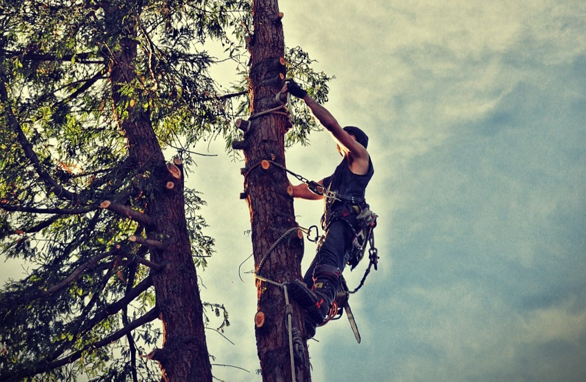 Expert Tree Removal Services in Port St. Lucie: Safety, Efficiency, and Environmental Stewardship